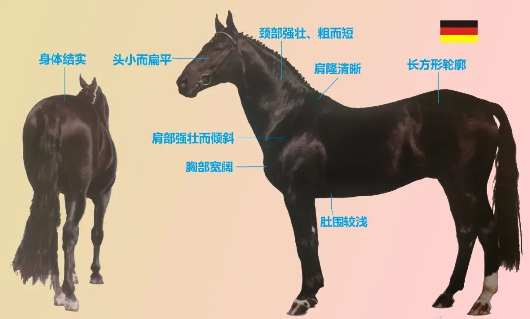 汉诺威主场保住胜利，稳固中游位置的简单介绍